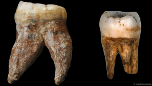 الآثار على سطح أسنان ما تقدم دليلاً قوياً على النوع الذي تعود له هذه الأسنان