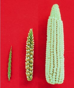كوز الذرة على اليمين و كوز التيوسينت على اليسار و كوز النبات الهجين فيما بينهما في الوسط
