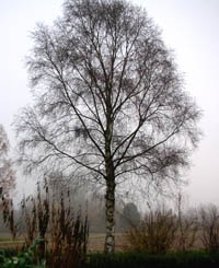 التطور: الاصل المشترك لكل التشجرات لشجرة الحياة