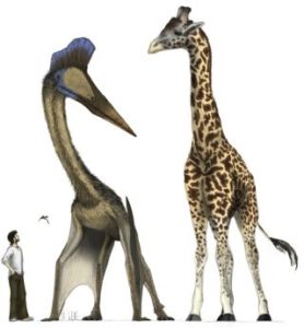 الكويتزاكوتلس | أضخم كائن حي حلق في سماء الأرض - بتروصورات ضخمة عاشت في العصر الطباشيري قادرة على الطيران