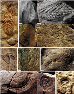 مستحاثّات لحيوانات الإيدياكارا – Ediacara fauna fossils