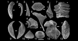 عيّنة من مستحاثات الأصداف الصّغيرة – Small Shelly Fossils