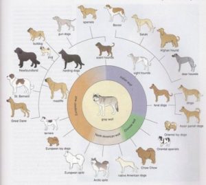 تطور الكلاب