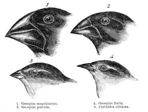 عصافير داروين