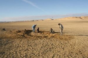 الباحثون في أثناء عملية التنقيب والبحث عن هيكل الباسيلوسورس Credit: Nature Conservation Sector, Egyptian Environmental Affairs Agency 