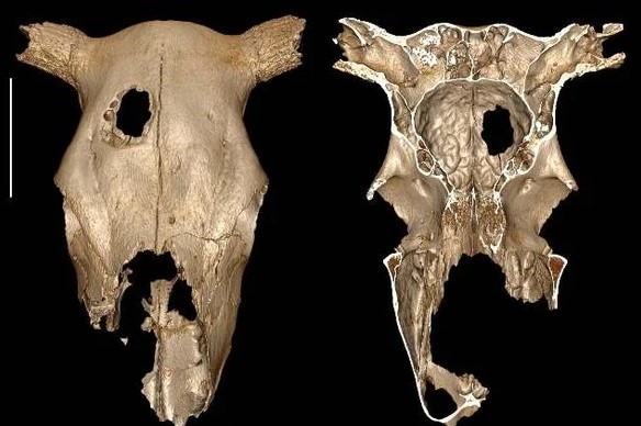 صور ثلاثية الأبعاد تُظهر الآثار الداخلية والخارجية للثقب الناتج عن تعرض جمجمة البقرة لعملية جراحية Credit: Fernando Ramirez Rozzi