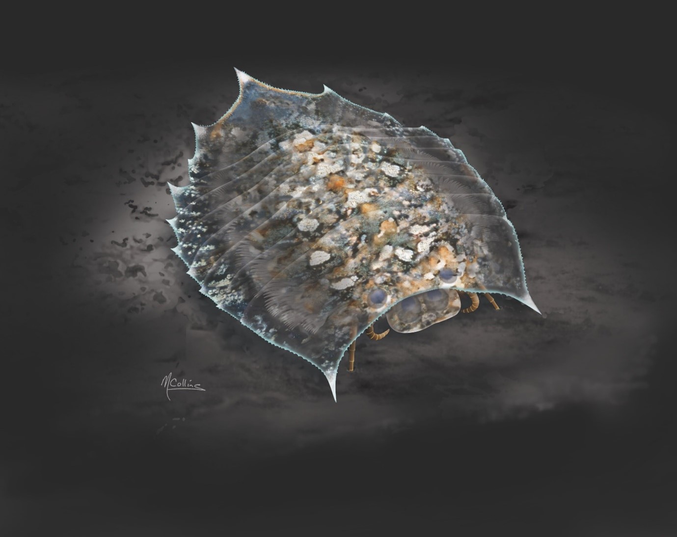 صورة 1: إعادة تصور فنية للمفصلية «Helmetia expansa» من مجموعة concilitergan والمكتشفة في تكوين «Burgess Shale». الحقوق: ماريان كولينز