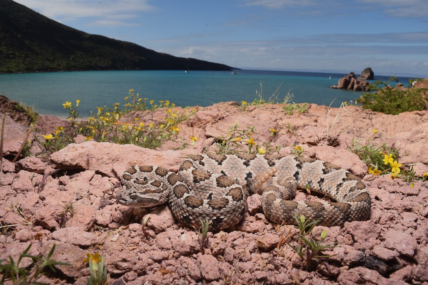 أفعى جرسية من باجا كاليفورنيا (Crotalus enyo)، من جزيرة إسبيريتو سانتو، بمنطقة باها كاليفورنيا سور، المكسيك. المصدر: ريكاردو راميريز تشابارو.
