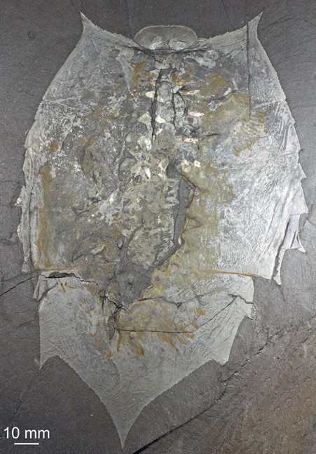 .صورة 2: العينة النمطية (Holotype) لـ «Helmetia expansa» رقم USNM 83952، منظر ظهري. الحقوق: جان-برنار كارون وسارة لوسو.