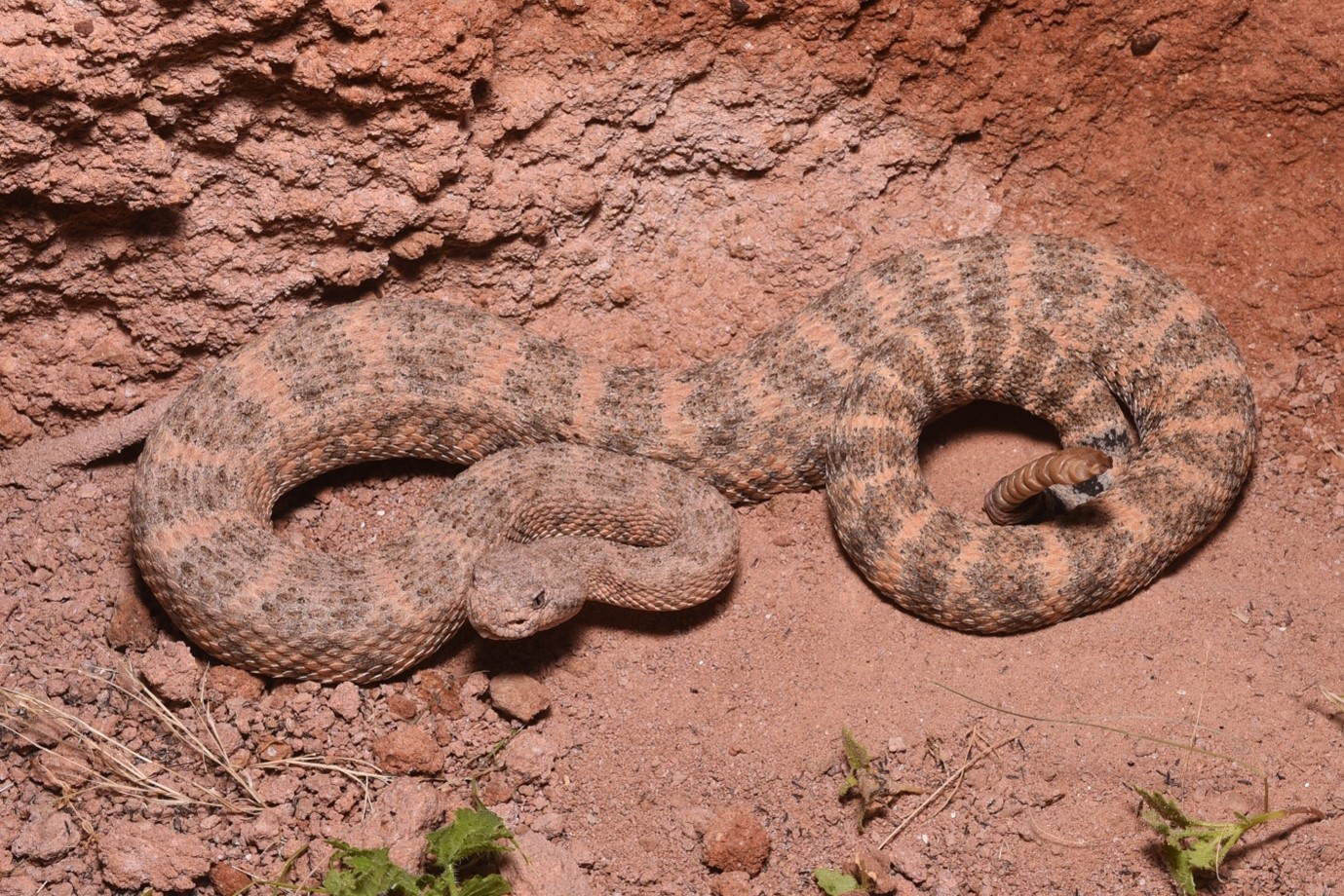 أفعى جرسية مرقطة (Crotalus mitchellii) من جزيرة إسبيريتو سانتو، باجا كاليفورنيا سور، المكسيك. أفعى جرسية ذات الماسة الحمراء (Crotalus ruber) من جزيرة سان خوسيه، باجا كاليفورنيا سور، المكسيك. صورة جوية ملتقطة بالطائرة المسيرة لجزيرة سان فرانسيسكو، باها كاليفورنيا سور، المكسيك، إحدى الجزر التي ركزت عليها الدراسة. المصدر: جاكوبو رييس - فلاسكيز