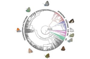 تم إنشاء شجرة تطورية باستخدام منهج «الاحتمالية العظمى»، وذلك عبر برنامج «آي كيو تري (IQTREE)»، الذي اعتمد في بنائه على بنية مقيدة سلفًا للعلاقات التطورية بين الأنواع المدروسة، وتمت معايرة هذه الشجرة زمنيًا باستخدام أداة «ريل تايم-إم إل (RelTime-ML)» ضمن برنامج التحليل الوراثي «ميغا (MEGA)».
