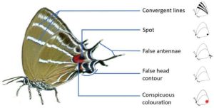صورة لفراشة إيرامانا كولومبيا تُظهر السمات الخمس للرأس الزائف كما جرى توصيفها في هذه الدراسة. الصورة بعدسة مارك آيسينغ (https://www.markeisingbirding.com/) وأعيد نشرها بإذن منه. المصدر: وقائع الجمعية الملكية ب: العلوم البيولوجية(2025) ، Proceedings of the Royal Society B: Biological Sciences (2025)، المعرف الرقمي: 10.1098rspb.2025.0900.
