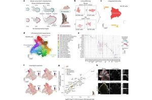 يُظهر تطور أطراف الفئران والخفافيش أنماطًا متشابهة في كيفية تشكل الأصابع، بما في ذلك موت الخلايا بين الأصابع أثناء النمو الجنيني. حقوق الصورة: نيتشر إيكولوجي أند إفوليوشين (Nature Ecology & Evolution) (2025) DOI: 10.1038/s41559-025-02780-x.