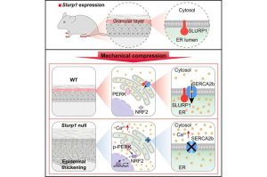 ملخص بياني. حقوق الصورة مجلة الخليةCell (2025) DOI: 10.1016/j.cell.2025.07.01.