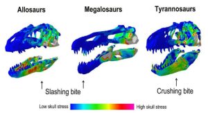 رسوم توضيحية لعضات الديناصورات. حقوق الصورة: رو ورايفيلد، مجلة كارينت بيولوجي (Current Biology).