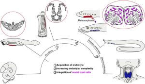 نموذج مقترح يوضح كيف تطور القلم الداخلي (endostyle) إلى غدة درقية. حقوق الصورة: Science Advances (2025). DOI: 10.1126/sciadv.adv2657