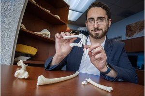 في مختبر العلوم التشريحية بجامعة ستوني بروك، يعرض الدكتور جيمس نابولي نموذجًا مطبوعًا بتقنية ثلاثية الأبعاد ليد ديناصور من عائلة الترودونتيدات، يُظهر العظم الحمصي في موضعه «المنتقل» الذي كان يُعتقد في السابق أنه خاص بالطيور فقط. حقوق الصورة: جون غريفين، جامعة ستوني بروك.