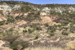رواسب فيلة نافقة. تصوير: بن ماركوس، جامعة هارفارد.