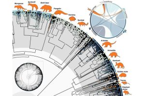 تُظهر شجرة تطور الثدييات ألوانًا تمثل الأنظمة الغذائية للأنواع الحية وأسلافها، وتحيط بها صور مظللة لثدييات تتغذى حصريًا على النمل. ويُبين مخطط فرعي في الزاوية العلوية اليمنى التحولات بين مختلف الأنماط الغذائية. المصدر:Vida, Calamari, & Barden ، معهد نيوجيرسي للتكنولوجيا (NJIT).