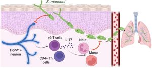 ملخص بياني. حقوق الصورة: مجلة علم المناعة (2025) DOI: 10.1093/jimmun/vkaf141.