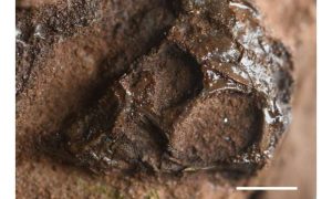 صورة: العَينة المرجعية للأحفورة الأصلية للسحلية الشرسة من صخور هيلسبي (Agriodontosaurus helsbypetrae)، والمسجلة بالرقم BRSUG 29950-14، ويُظهر إلى جانبها صورة مقربة للجمجمة المحفوظة. أشرطة القياس: 10 مليمترات و5 مليمترات. حقوق الصورة: ثيتيوت سيثابانيشساكول.