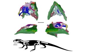 صورة: نموذج ثلاثي الأبعاد لجمجمة السحلية الشرسة من صخور هيلسبي (Agriodontosaurus helsbypetrae)، أُعيد بناؤه باستخدام التصوير السنكروتروني. حقوق الصورة: دان مارك.