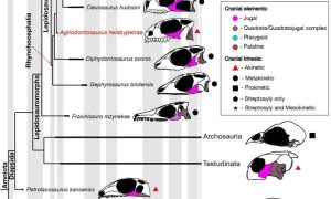 صورة: شجرة النشوء والتطور تُظهر تباين الشريط الصدغي السفلي ومرونة الجمجمة بين الزواحف الحية والأحفورية. حقوق الصورة: دان مارك.