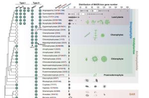 صورة: تواجد جينات MADS-box في حقيقيات النوى، والعلاقات النَسَبية التطورية فيما بينها. المصدر: الحديقة النباتية في ووهان، التابعة للأكاديمية الصينية للعلوم.