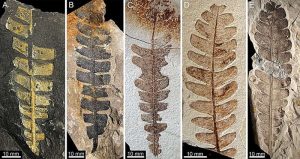 أوراق متحجرة لنبات الأنوموزاميت. حقوق الصورة: معهد علوم الحفريات الفقارية في بكين.