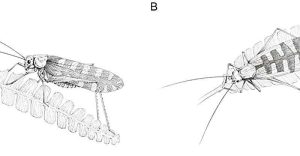 تصوير فني توضيحي لنوعين من فصيلة البروفالانجوبسيد يُظهر أنماطًا مميّزة من محاكاة أوراق الأنوموزاميت. حقوق الصورة: معهد علوم الحفريات الفقارية في بكين.