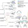 تطور جمجمة أسماك الرئة المبكرة. حقوق الصورة: فريق البروفيسور تشو مين.