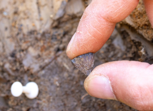  إحدى عقدتين صغيرتين من البيريت الحديدي عُثر عليهما في بارنهام، وهو موقع أثري يعود تاريخه إلى 400 ألف عام في إنجلترا. المصدر: جوردان مانسفيلد، مشروع «مسارات إلى بريطانيا القديمة».