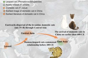  كشف تحليل احمض نووي قديم عن 3500 عام من التعايش بين الإنسان والقط النمري، وعن ظهور القطط المنزلية خلال عهد سلالة تانغ في الصين. المصدر: Cell Genomics (2025). DOI: 10.1016/j.xgen.2025.101099.