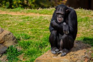 شمبانزي يأكل الفاكهة في غابات كيبالي المطيرة في أوغندا. المصدر: Rixipix/Getty Images.