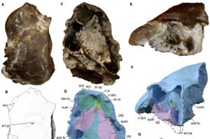 جمجمة سمكة باليولوفوس يونانينسيس. حقوق الصورة: فريق البروفيسور تشو مين.