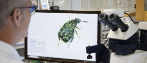  من خلال دراسة جديدة على الخنافس أُتيح لها التكاثر على مدى 200 جيل، لاحظ الباحثون أن التنافس بين الذكور يؤدي دورًا مهمًا في تكوين الأنواع الجديدة. (حقوق الصورة: ميكائيل واليرستيدت)