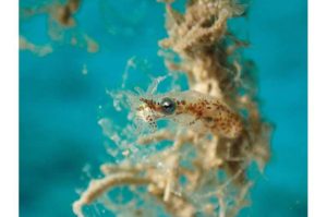 صورة لحبار قزم (Idiosepius sp). حقوق الصورة: كيشو أسادا