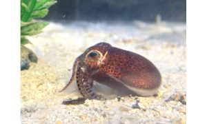 حبار ريوكيو القزم ذو الذيل القصير (Euprymna brenneri)، اكتشفه علماء OIST قبل سبع سنوات. حقوق الصورة: جيف جولي.