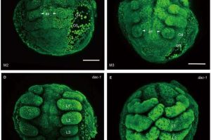 حذف جينات باستخدام تقنية CRISPR/Cas9 في جين dac-1. حقوق الصورة: Li et al., Science Advances DOI: 10.1126/sciadv.adw2173