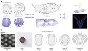 مخططات لعنكبوت المنزل الشائع P. tepidariorum في المرحلة الجنينية 9.2، تُظهر موضع المغازل في أنماط HCR وCRISPR/Cas9. (A) مخطط تقني لتقنية HCR، يشمل تشريح الأجنّة، وتطبيق المجسّات، وإدخال حلقات الحمض النووي، وتحضير العينات، والتصوير بالمجهر الفلوري. (B) نظام الحقن المجهري وتحديد المراحل الجنينية لعنكبوت المنزل. حقوق الصورة: Science Advances.