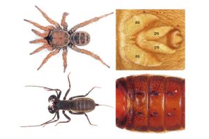 تضاعف الجينوم والمحافظة على الترتيب الجيني في العنكبوت المُجزّأ، وعنكبوت الشبكة الكيسية، والعقرب السوطِي. (A) أنثى بالغة من العنكبوت المُجزّأ (L. beijing) تُظهر البنية العامة والمغازل as: المغزل الأمامي، ps: المغزل الخلفي. (B) أنثى بالغة من العقرب السوطِي (T. vanoorti) تُظهر البنية العامة وحلقات البطن من 1 إلى 6. حقوق الصورة: Li et al., Science Advances DOI: 10.1126/sciadv.adw2173