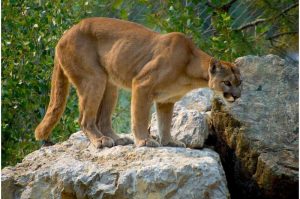 حقوق الصورة: Credit: Pixabay/CC0 Public Domain