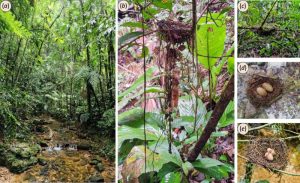 أعشاش طائر الماناكين الأزرق Chiroxiphia caudata ومواقع تعشيشها في منطقة محفوظة جيدًا من غابات الأطلسي المطيرة في البرازيل. (a) مشهد عام لموئل التعشيش، (b) تفاصيل عشٍّ مزوّد بذيل من مواد متحلّلة، (c) عشٌّ أُعيد تشكيله بعد إزالة الذيل تجريبيًّا، (d) عشٌّ نشط يحتوي على بيض حقيقي، (e) عشٌّ منقول يحتوي على بيض صناعي من الصلصال. حقوق الصورة: Biology Letters (2026).