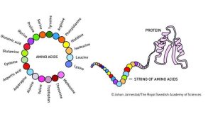 البروتينات -وهي جزيئات كبيرة تؤدي وظائف بيولوجية محددة- تتكوّن عبر ربط وحدات أصغر تُعرف بالأحماض الأمينية في سلاسل، تتشكّل لاحقًا على هئية بُنى ثلاثية الأبعاد معقّدة. حقوق الصورة: يوهان يارنيستاد / الأكاديمية الملكية السويدية للعلوم