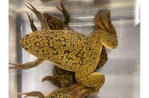 باحثون يدرسون كيفية تحوّل جين جديد يُعرف باسم dm-w إلى محدِّد للجنس في ضفادع Xenopus laevis. حقوق الصورة: ماركو هورب.