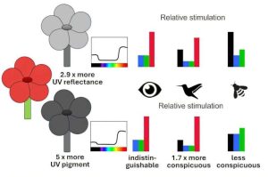 يوضح المقياس الطيفي التباين في إدراك الألوان بين البشر، والنحل الحساس للأشعة فوق البنفسجية والأزرق والأخضر، والطيور التي تمتلك أربع مستقبلات ضوئية تشمل الحساسية للون الأحمر. حقوق الصورة: Adrian Dyer & Klaus Lunau، CC BY