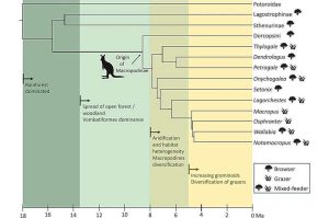 تمثيل بصري لنتائج الدراسة التطوّرية. حقوق الصورة: Molecular Phylogenetics and Evolution (2026). DOI: 10.1016/j.ympev.2026.108543