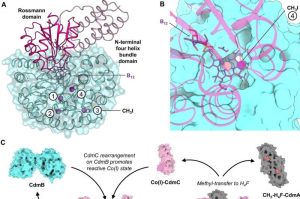 صورة: الآلية التفاعلية المقترحة لنظام نازعة الميثيل الكلورية. المصدر: Nature Communications (2026). رقم التعريف: DOI: 10.1038/s41467-026-73764-z