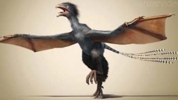 كيف تحولت أطراف الديناصورات إلى أجنحة الطيور؟ كيف تطورت أجنحة الطيور من أطراف الديناصورات؟ التحول التطوري