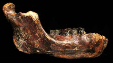 الكشف عن أحفورة لإنسان ربما ترجع لسلالة غير معروفة - حفرية إنسان قديم تم اكتشافها بقاع البحر بالقرب من تايوان